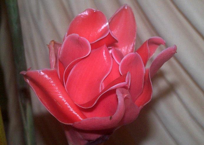 Torch Ginger