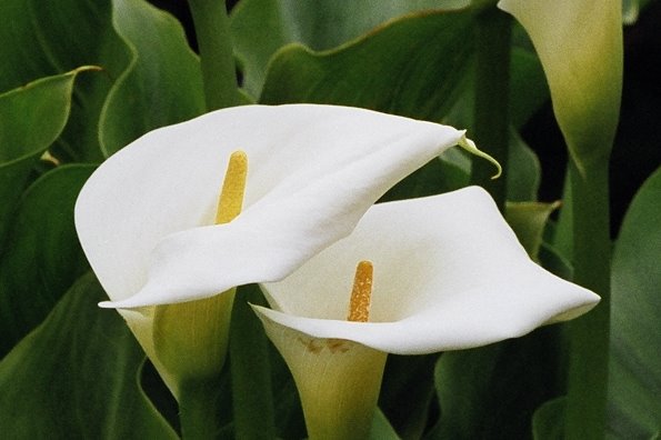 Cala Lilies